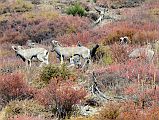 02 Big Horn Sheep On Trek To Yak Kharka On Way To Chulu Far East